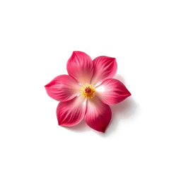 Note olfactive de cœur flore de pivoine rouge dans le parfum 01 Red Vanilla