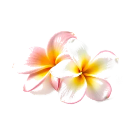 Note olfactive de cœur frangipani dans le parfum Succulent Flower