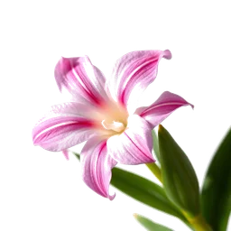 Note olfactive de cœur freesia roseate dans le parfum Always Red