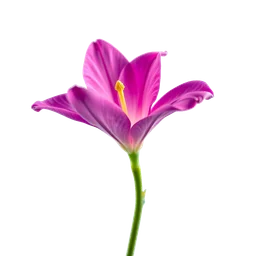 Note olfactive de tête freesia dans le parfum Sugar Foam