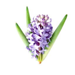 Note olfactive de tête french hyacinthe dans le parfum Colors De Benetton