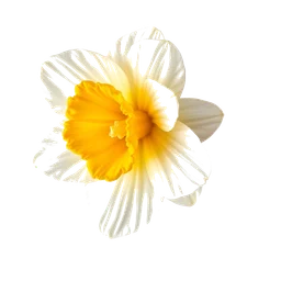 Pictogramme ingrédient olfactif : French Narcissus