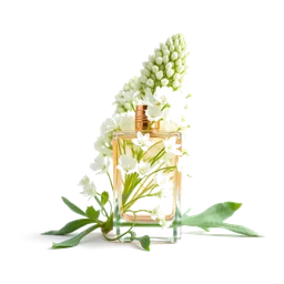 Note olfactive de cœur galangale dans le parfum Opium Pour Homme