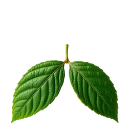 Pictogramme ingrédient olfactif : Galbanum Leaf