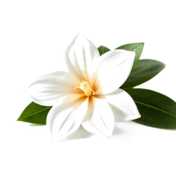 Note olfactive de tête gardénia dans le parfum Toffee Dolce