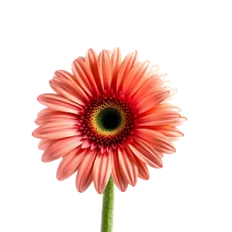 Note olfactive de fond gerbera dans le parfum Petit Attitude Floret