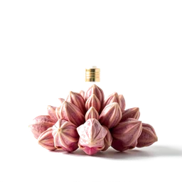Note olfactive de cœur gingembre africain dans le parfum Eudora Rouge