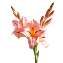 Note olfactive de cœur gladiolus dans le parfum Eau De Lacoste Sensuelle