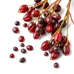 Note olfactive de tête goji-berries dans le parfum Pink Rush