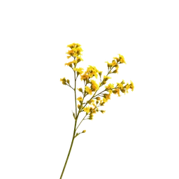 Pictogramme ingrédient olfactif : Goldenrod