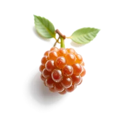 Note olfactive de tête gooseberry dans le parfum Wish