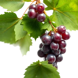 Pictogramme ingrédient olfactif : Grape leaves