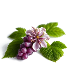 Pictogramme ingrédient olfactif : Grapeflower