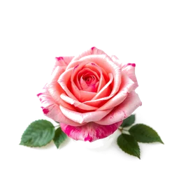 Pictogramme ingrédient olfactif : Grasse Rose