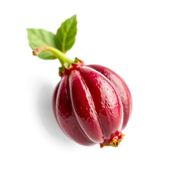 Note olfactive de tête grenade indienne dans le parfum Lalique Le Parfum