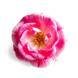 Pictogramme ingrédient olfactif : Hamanasu or Japanese Rose