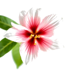 Pictogramme ingrédient olfactif : Hawaiian Jasmine