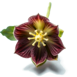 Note olfactive de cœur hellebore flower dans le parfum White Magnolia