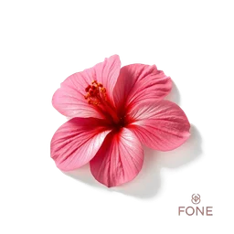 Note olfactive de cœur hibiscus fleur dans le parfum Alessandro Dell Acqua