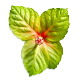 Note olfactive de tête hibiscus seed dans le parfum Aura Mugler Eau De Toilette