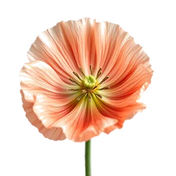 Pictogramme ingrédient olfactif : Himalayan Poppy