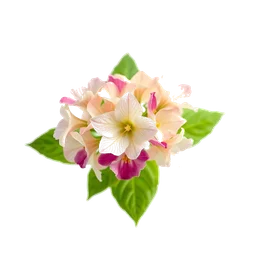 Note olfactive de tête hortensia dans le parfum Equinox Bloom