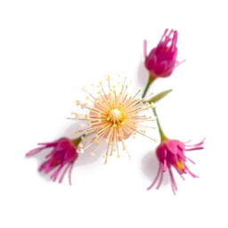 Pictogramme ingrédient olfactif : Indian Mimosa