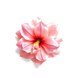 Pictogramme ingrédient olfactif : Indian Tuberose