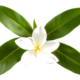 Pictogramme ingrédient olfactif : Indonesian Jasmine