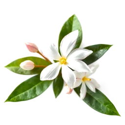 Note olfactive de cœur indonésien jasmine dans le parfum Amor Amor Elixir Passion