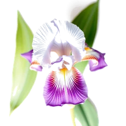 Note olfactive de cœur iris blanc dans le parfum White Tea