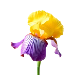 Note olfactive de cœur iris italien dans le parfum Dama Bianca