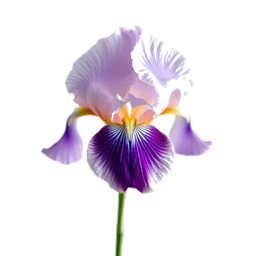 Note olfactive de cœur iris pallida dans le parfum La Vie Est Belle L Extrait