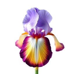 Pictogramme ingrédient olfactif : Italian Iris