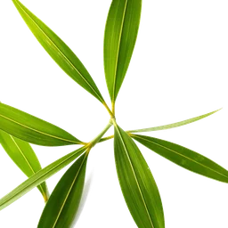Note olfactive de cœur Japanese Bamboo Leaf dans le parfum Marc O'Polo Pure Morning Man