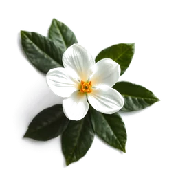 Note olfactive de cœur jasmin étoile dans le parfum Zara Woman Star Jasmine Candy
