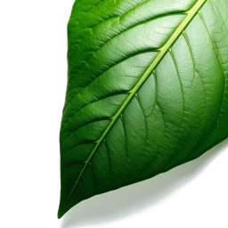 Pictogramme ingrédient olfactif : Katsura leaf
