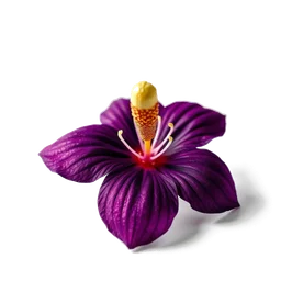 Pictogramme ingrédient olfactif : Lady of the Night Flower