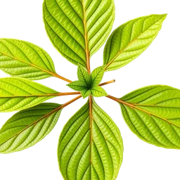 Pictogramme ingrédient olfactif : Lantana leaves