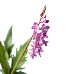 Pictogramme ingrédient olfactif : Larkspur