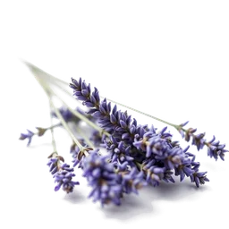 Accord : lavender