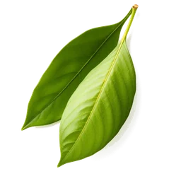 Pictogramme ingrédient olfactif : Lemon Leaf Oil