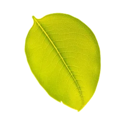 Pictogramme ingrédient olfactif : Lemon Leaf