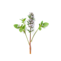 Pictogramme ingrédient olfactif : Lesser Calamint