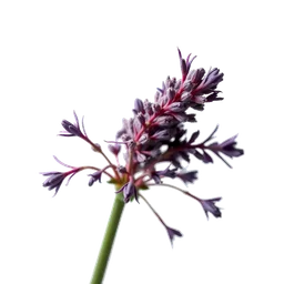 Note olfactive de tête Licorice Flower dans le parfum Vanilla's Muse