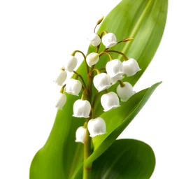 Pictogramme ingrédient olfactif : Lily Of the Valley Leaves