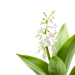 Pictogramme ingrédient olfactif : Lily-of-the-Valley