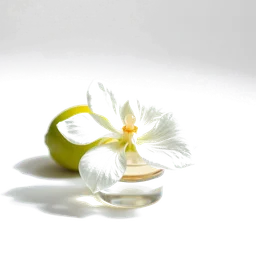 Note olfactive de tête limetté (tilleul) fleur dans le parfum Hypnotic Vanilla & Orange Blossom
