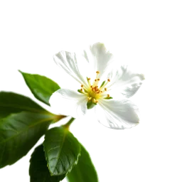 Pictogramme ingrédient olfactif : Linden Blossom