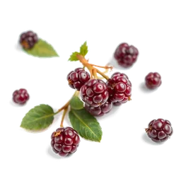 Note olfactive de cœur loganberry dans le parfum Purple Accento